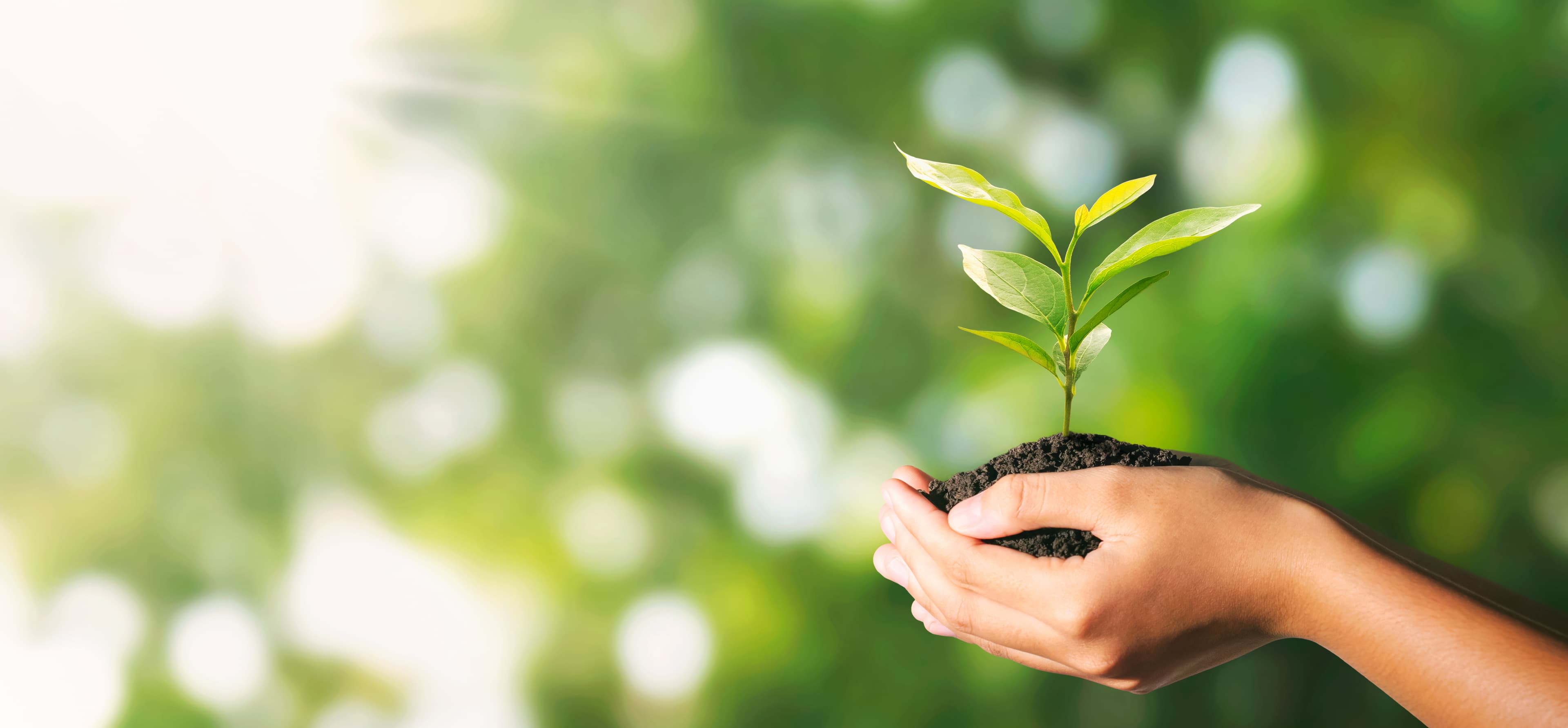 Hands holding a small growing green plant sprout