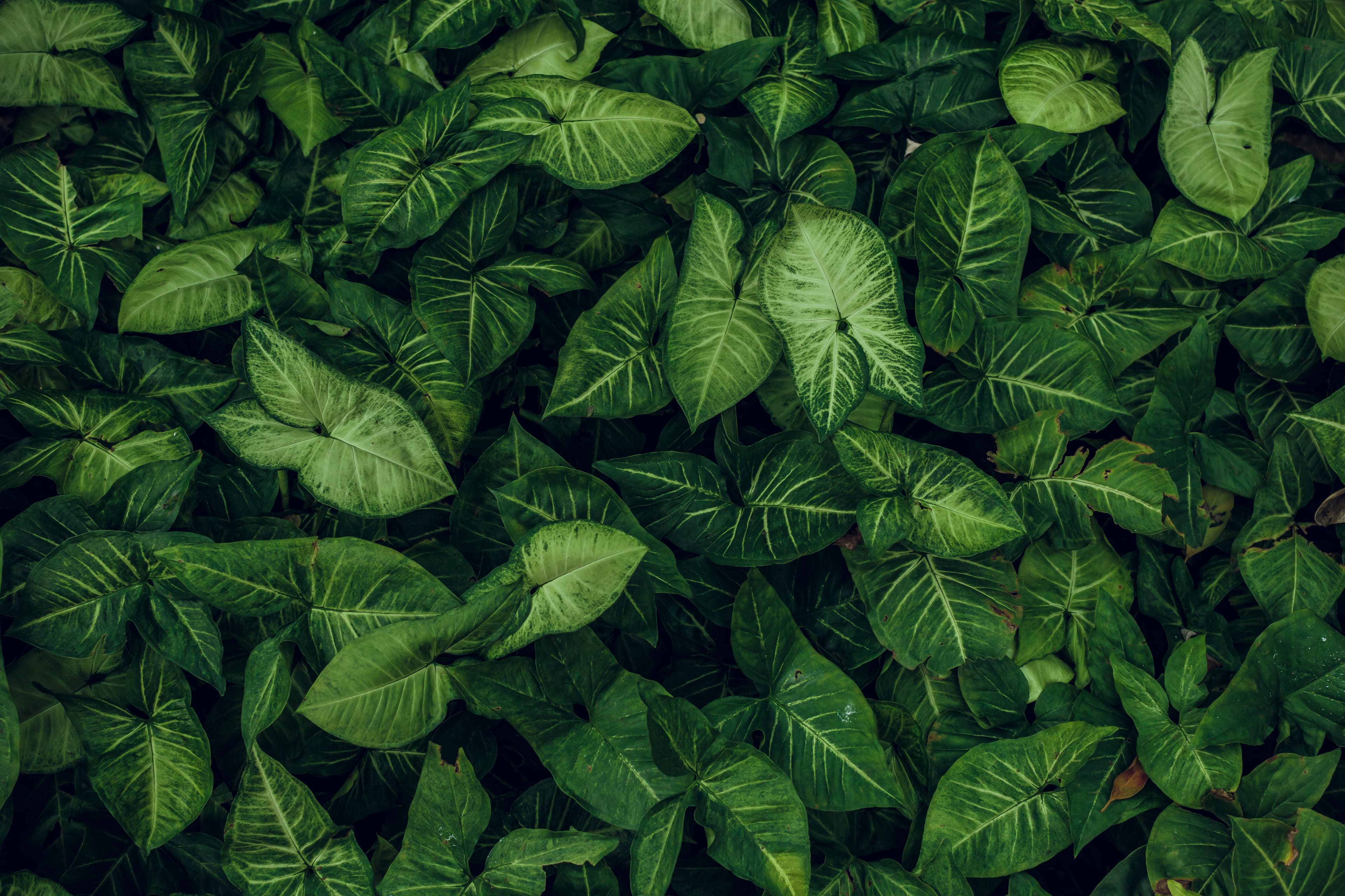 Eco-friendly backdrop background